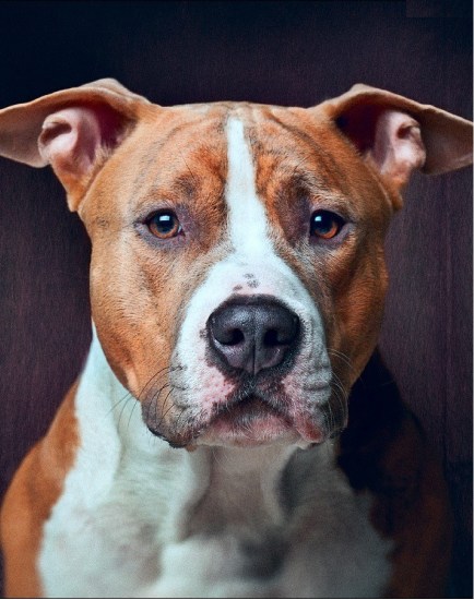 Фотографии собак с купированными и некупированными ушами