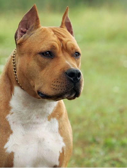 Фотографии собак с купированными и некупированными ушами